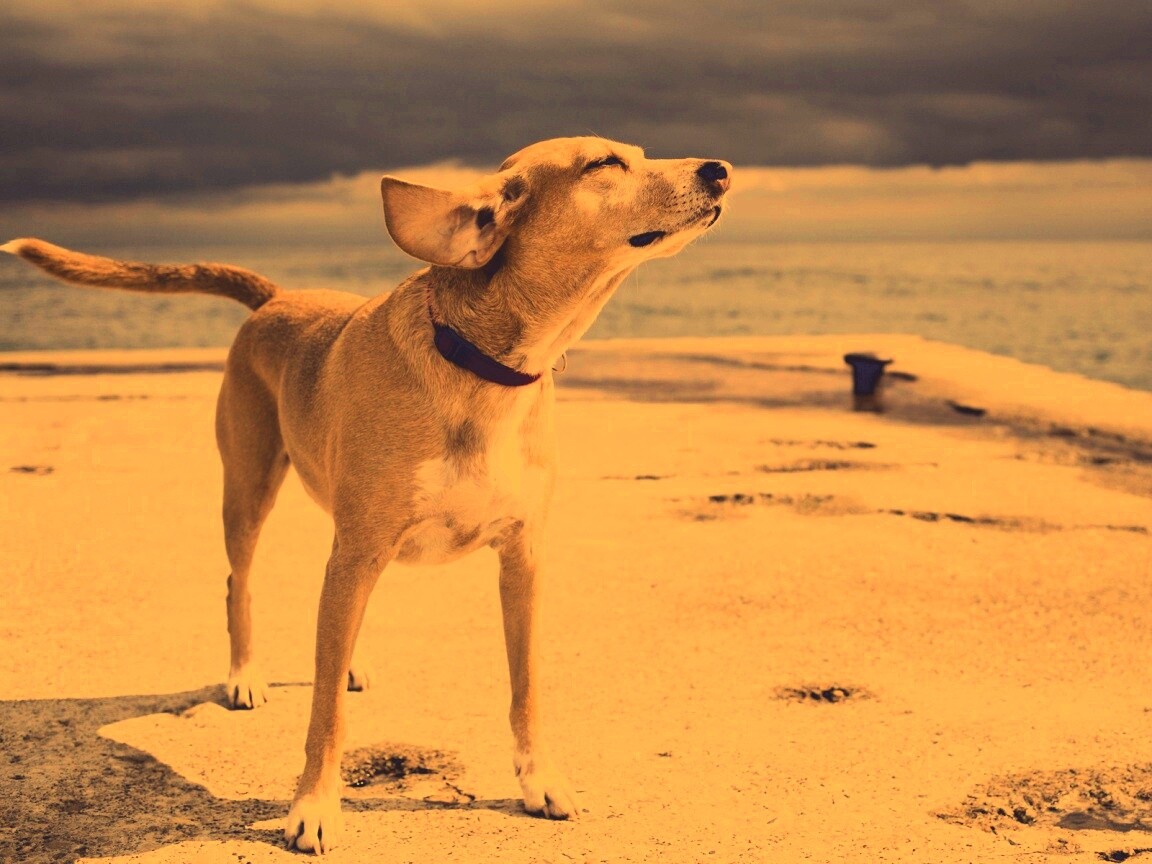 Собака на пирсе обои