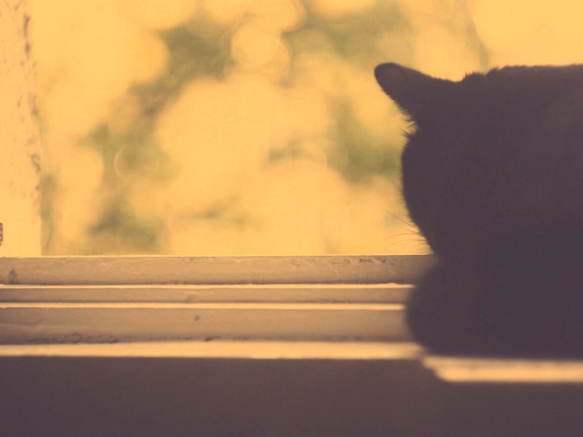 Дремлющий на окне черный кот обои