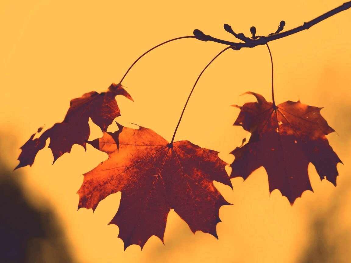 Покрасневшие листья клена обои