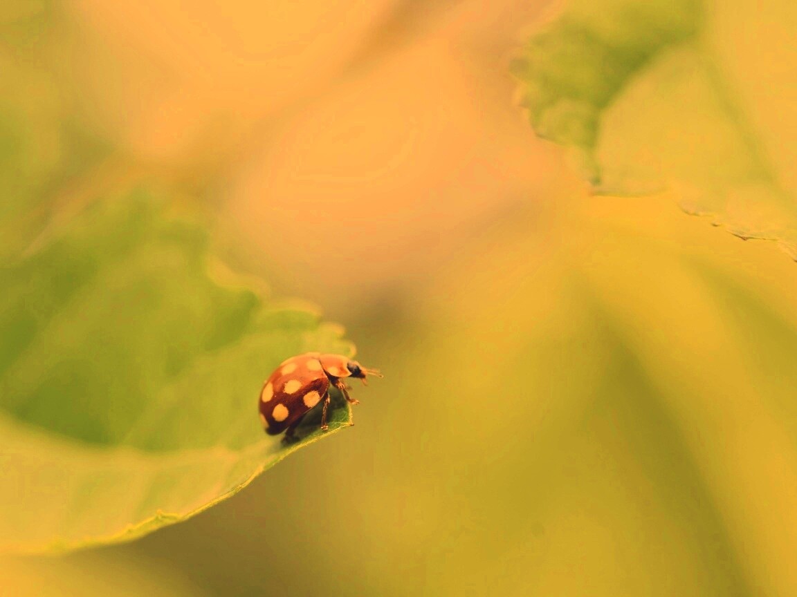 Божья коровка обои