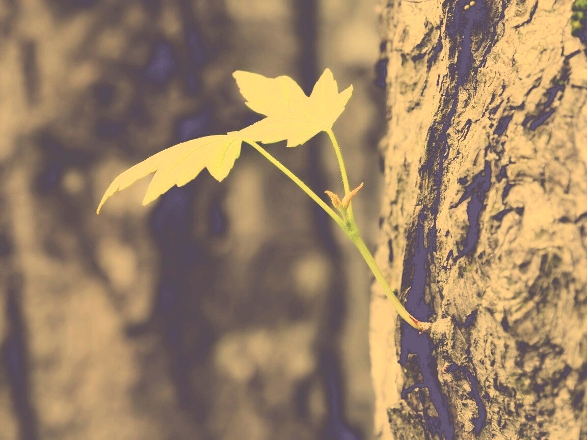 Молодой листик обои