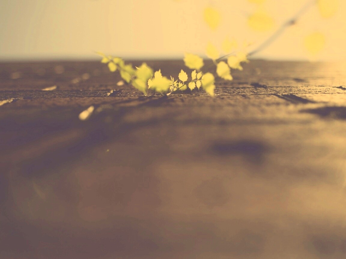 Зеленые ростки в стене обои