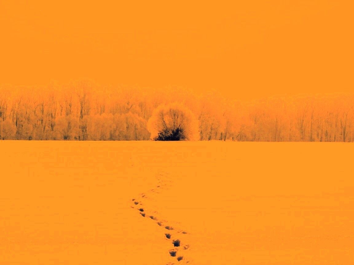 Следы на снегу обои