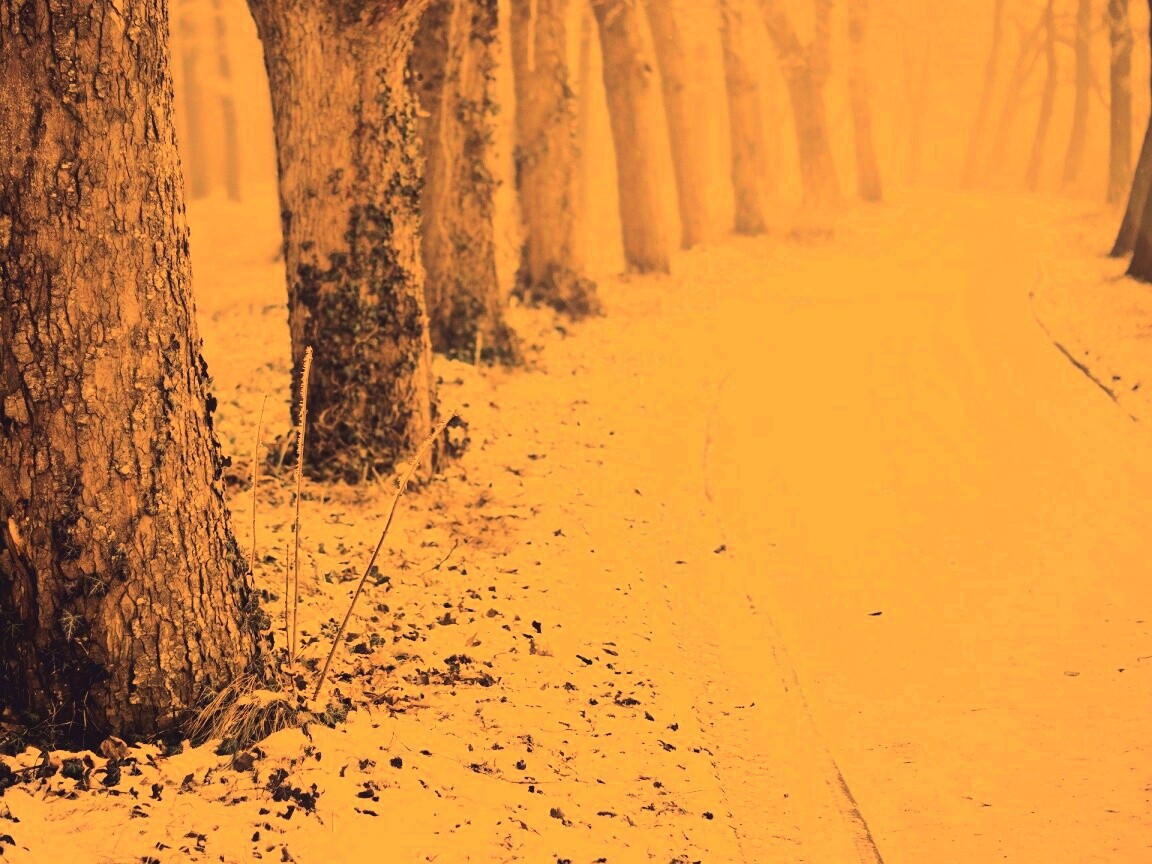 Дорога в зимнем лесу обои