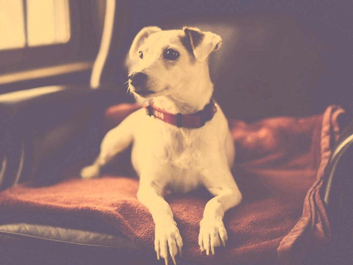 Собака на кресле обои