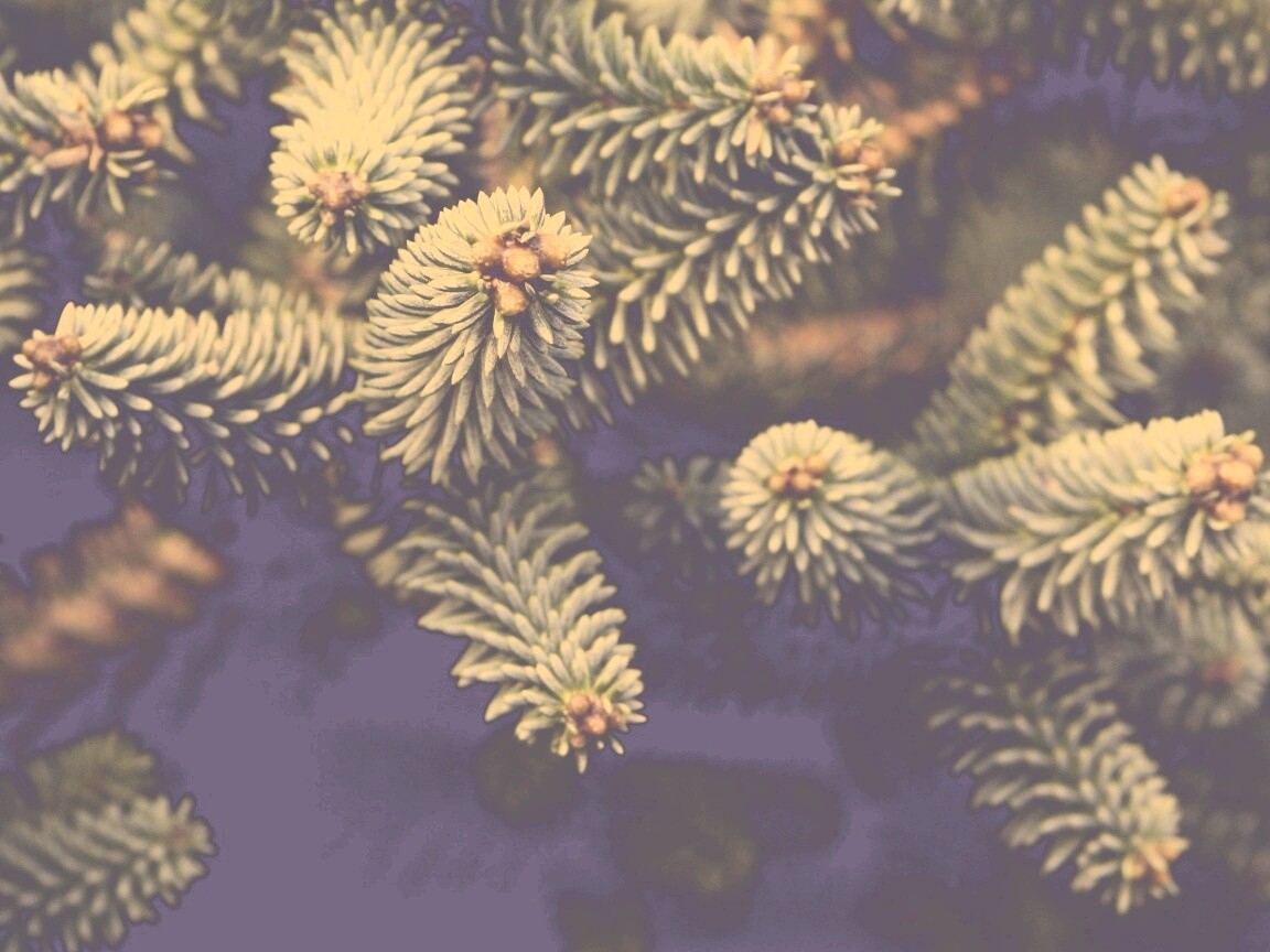 Хвойные иголки обои