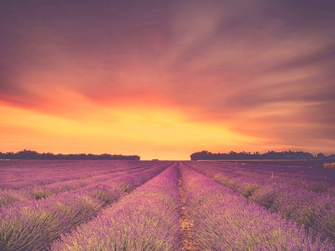 Поле фиолетовых цветов на закате обои