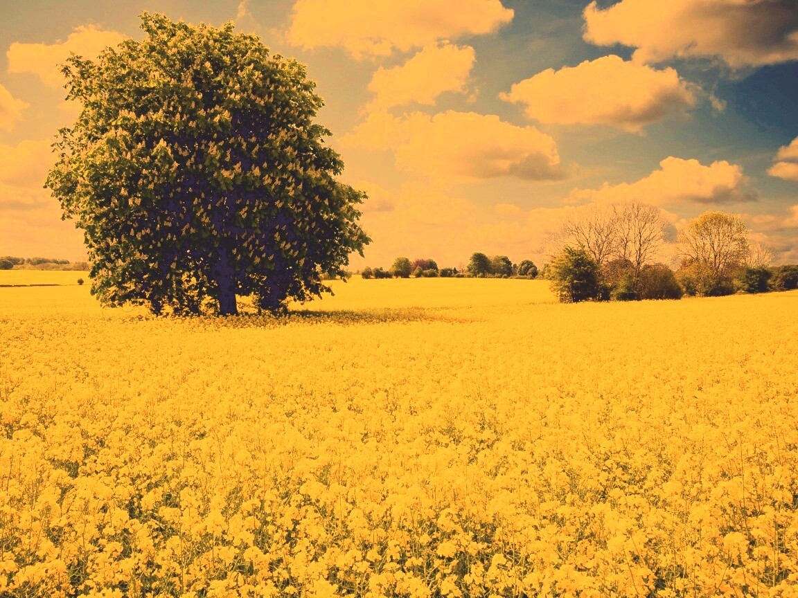 Каштан на цветочном поле обои