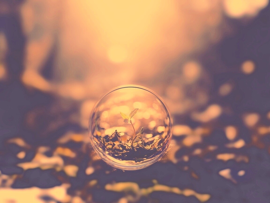 Росток в пузыре обои