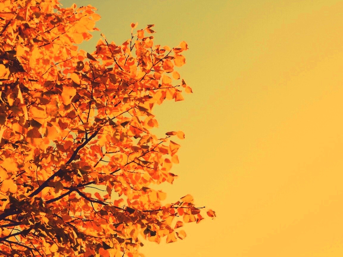 Ветви с пожелтевшими листьями на фоне неба обои