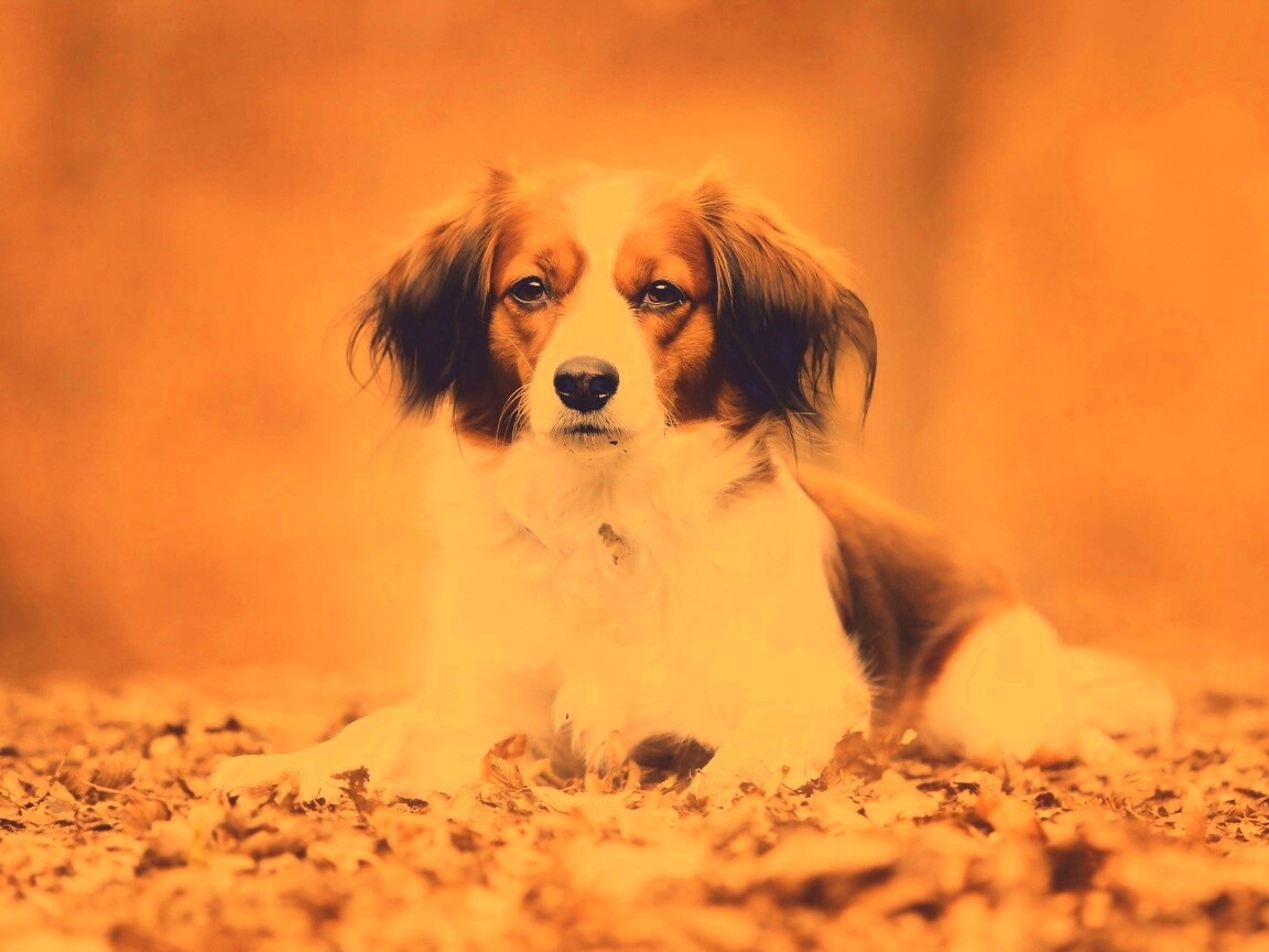 Собака на ковре из осенних листьев обои