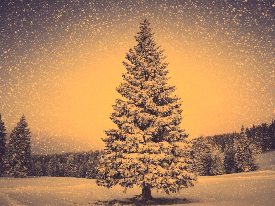 Ель в снегопад обои