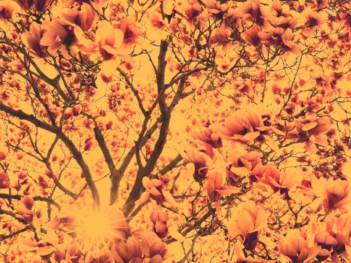 Магнолия обои