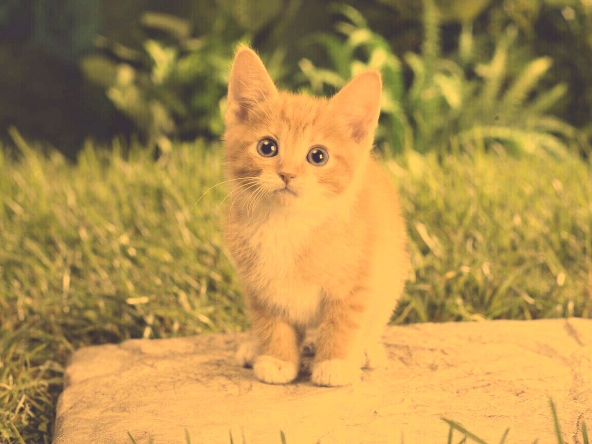 Котенок в саду обои