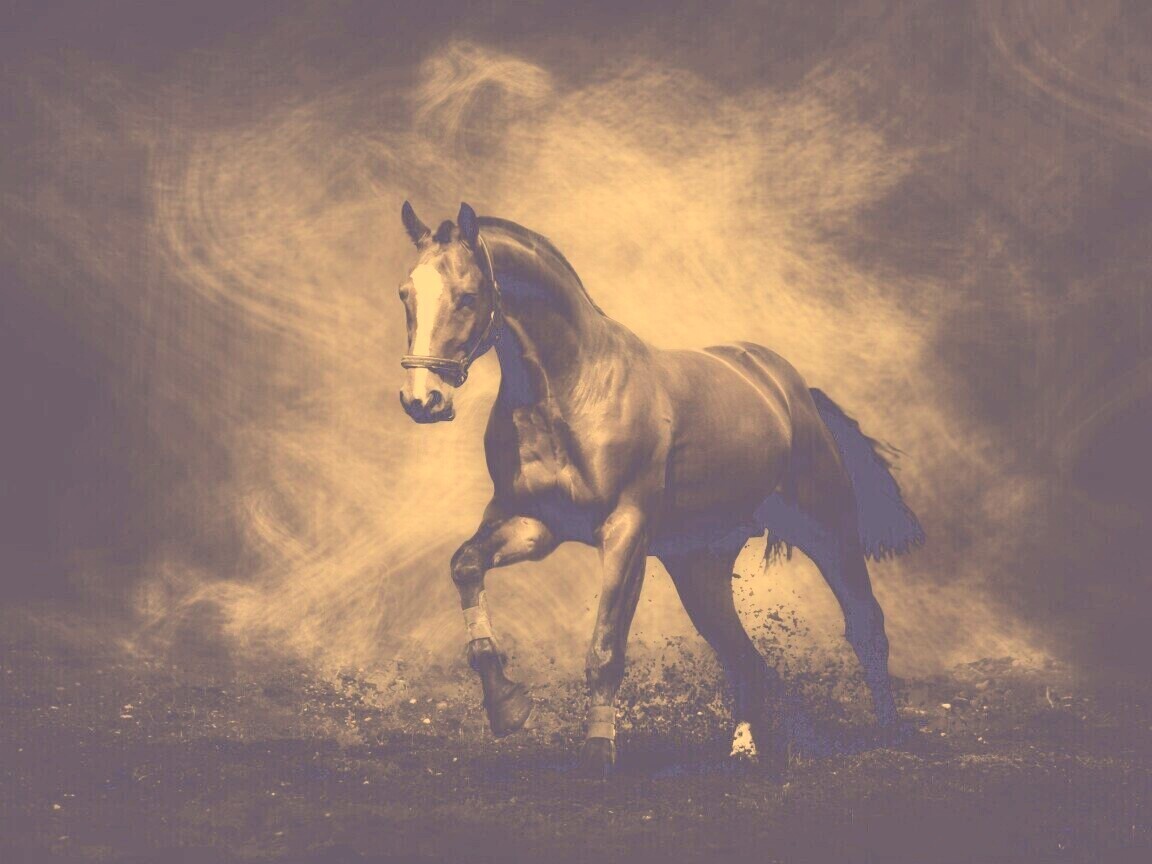 Лошадь обои