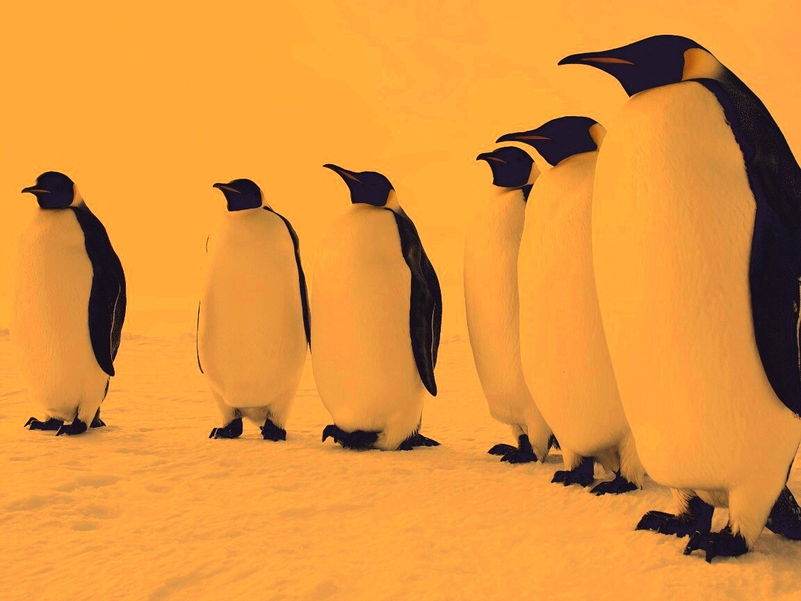 Слет пингвинов обои