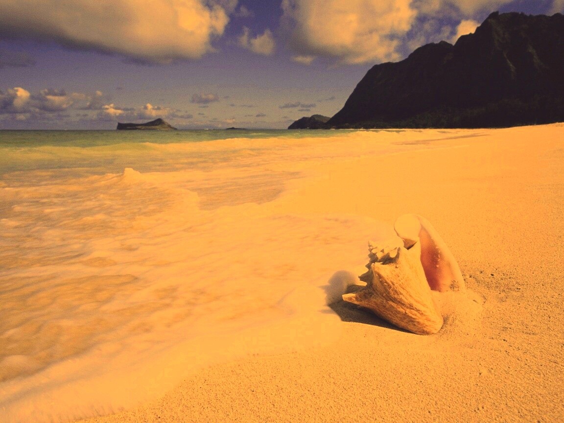 Морская раковина обои