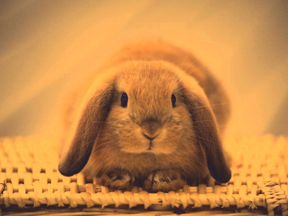 Кроличек обои
