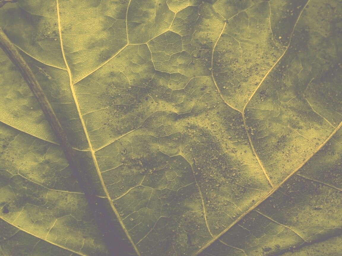 Макро зеленый лист обои