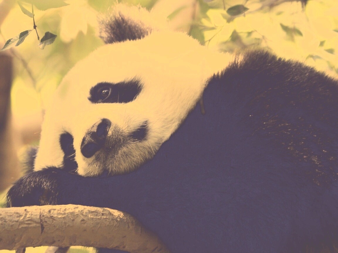 Грустный панда обои