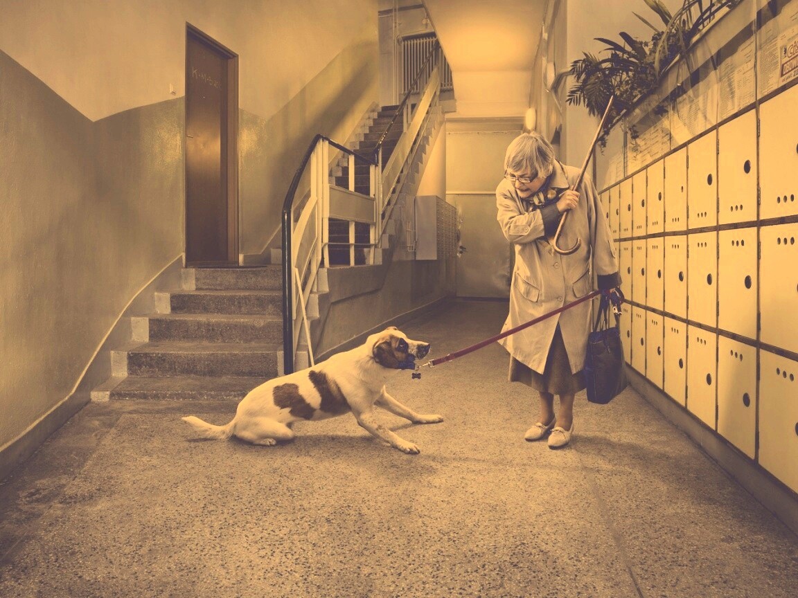 Непослушная собака обои