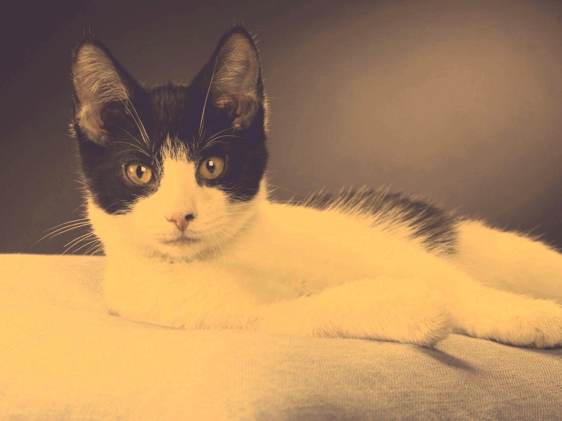Кот на подушке обои