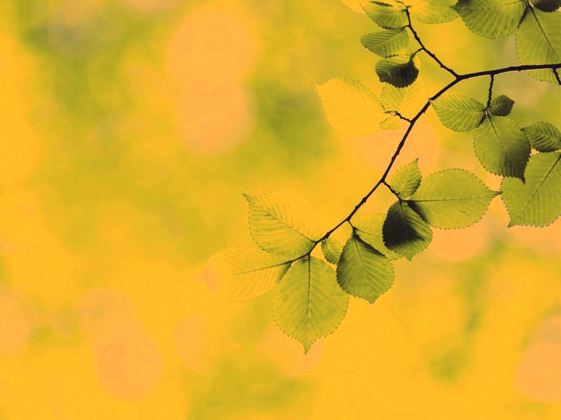 Зеленая ветка с листьями обои