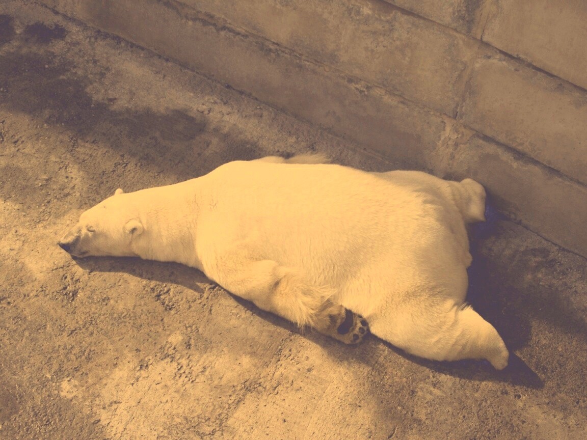 Мы можем их спасти обои