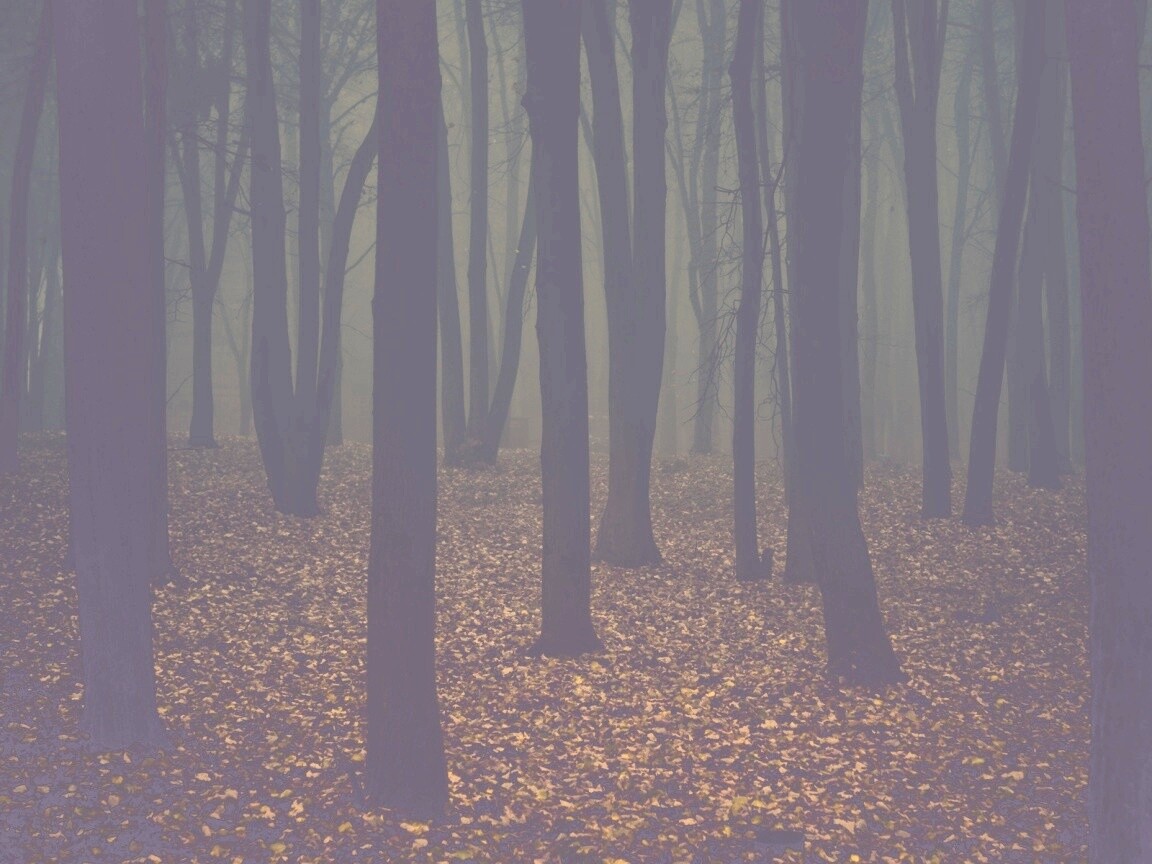 Таинственный лес обои