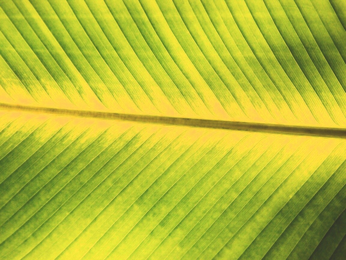 Пальмовый лист на солнце обои
