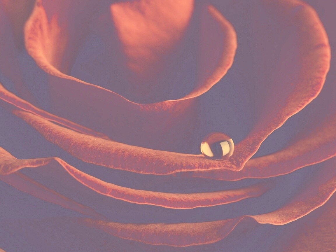 Капля воды на лепестке розы обои