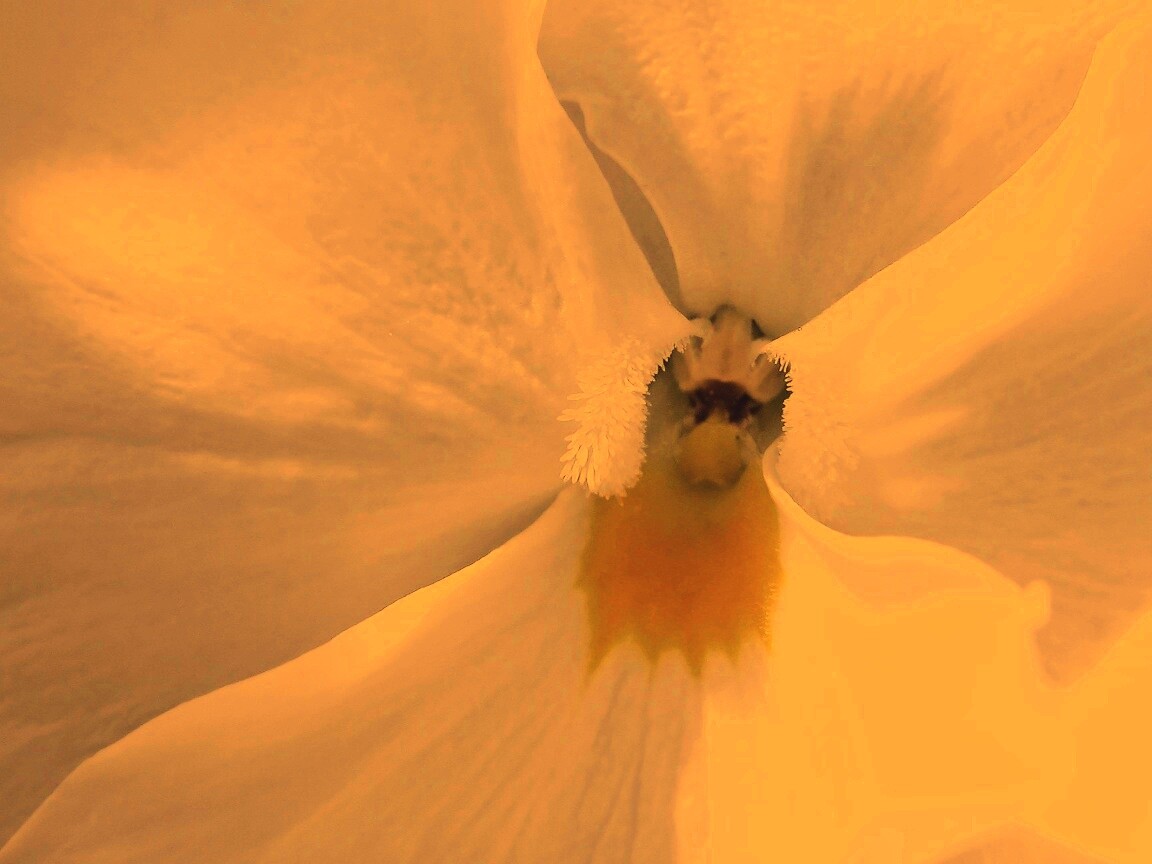 Ложе цветка обои