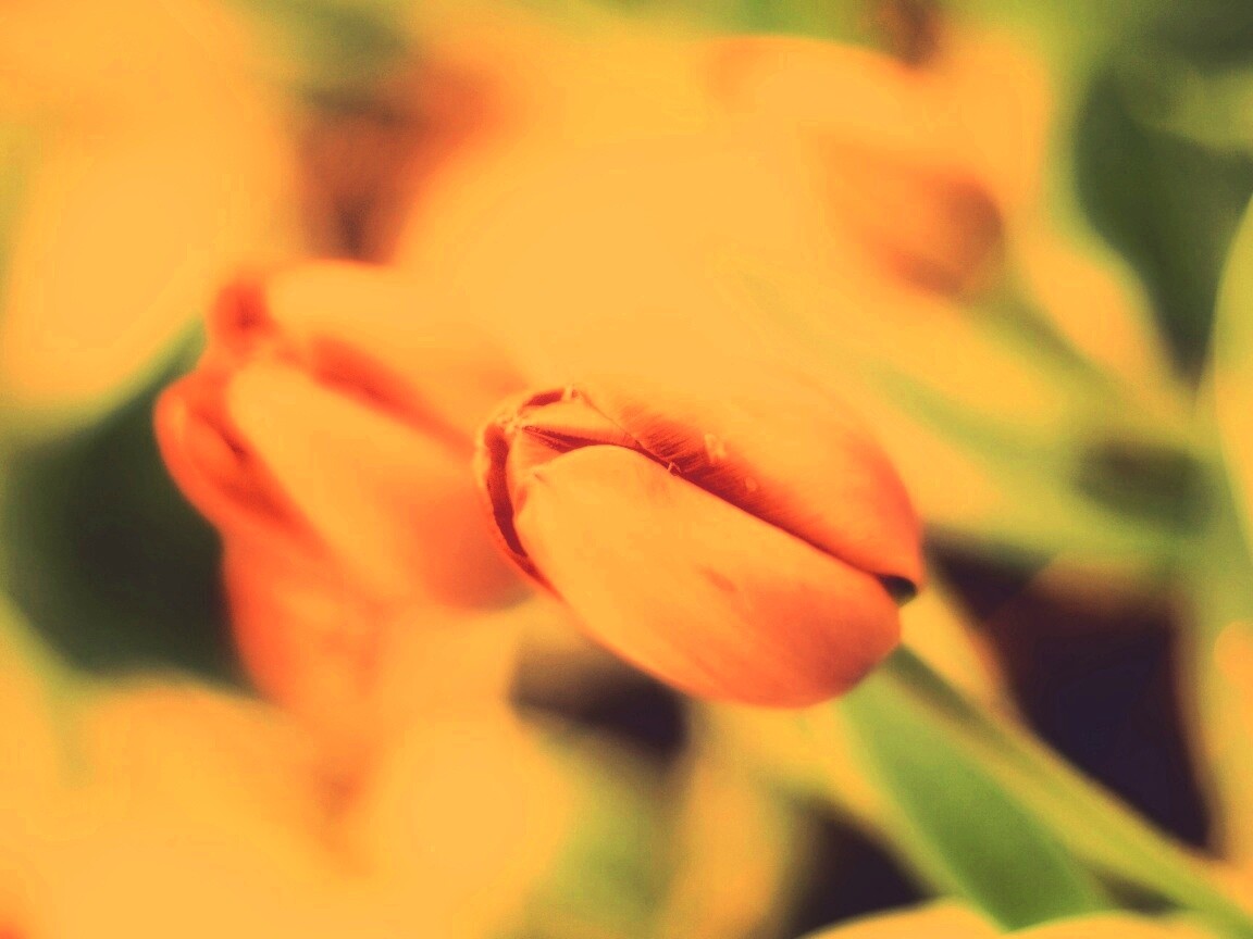 Красивый тюльпан обои