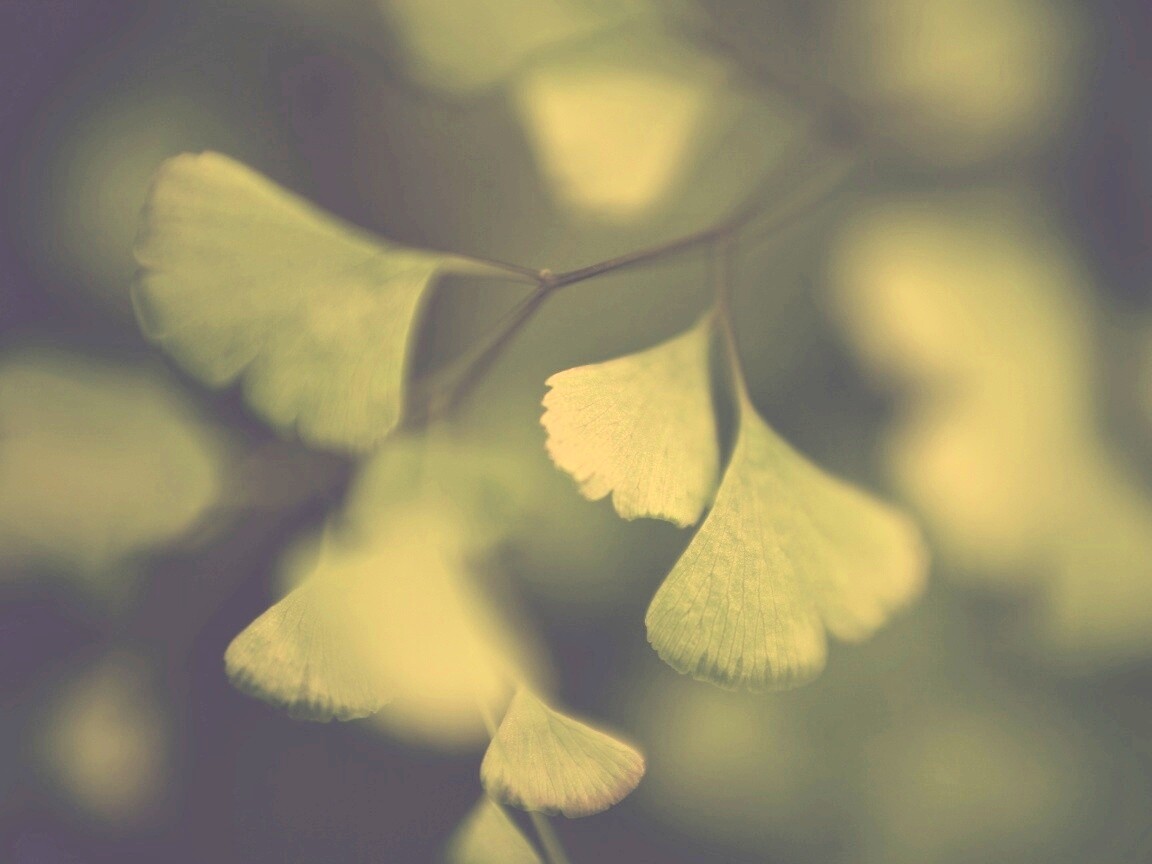 Дикие зеленые листья обои