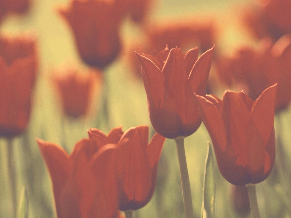 Красные цветы обои