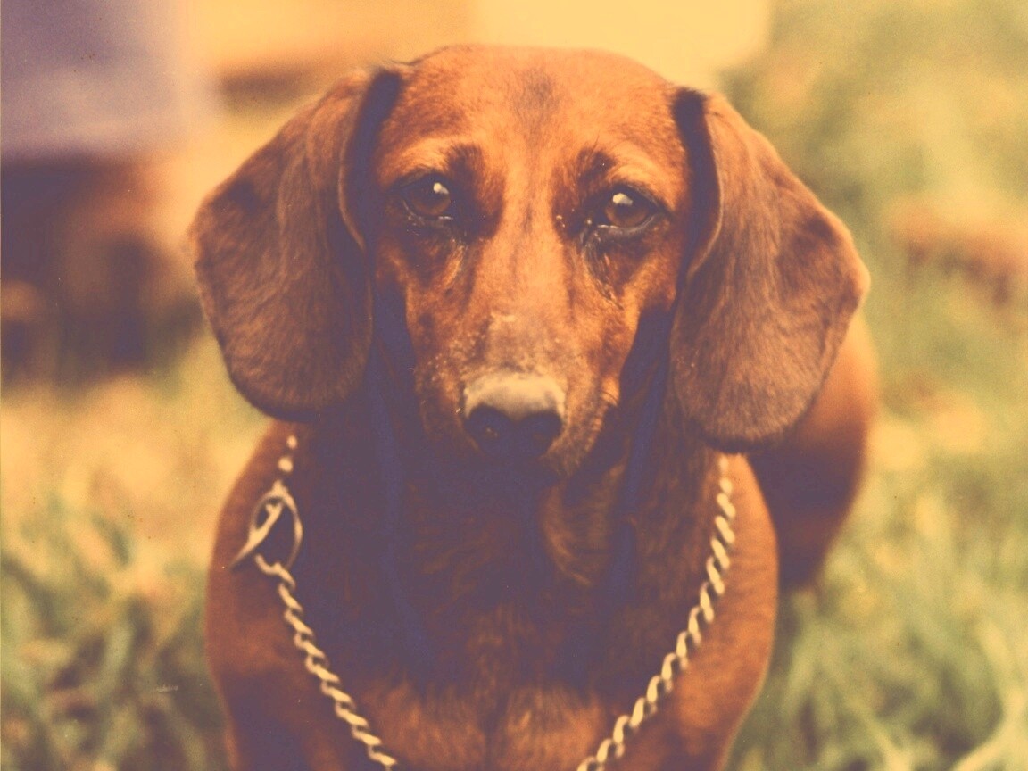 Рыжая такса обои