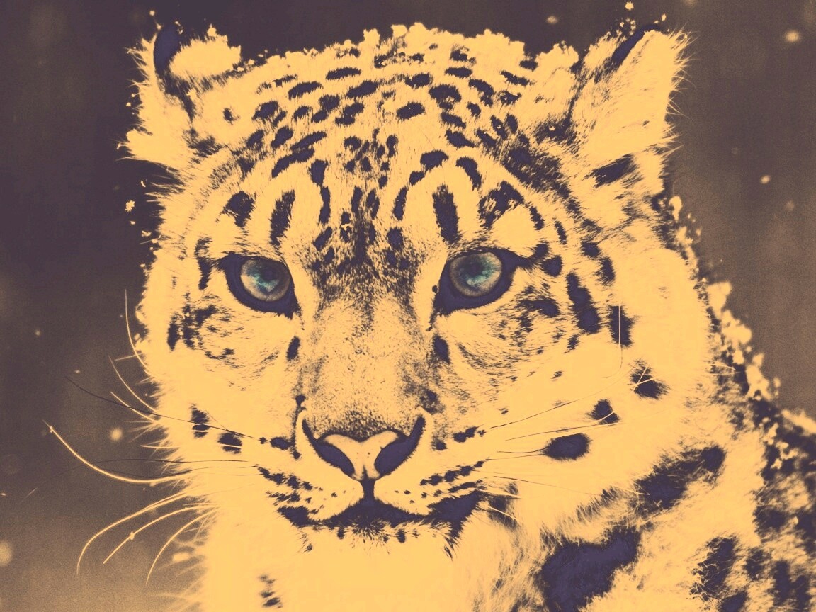 Снежный барс обои