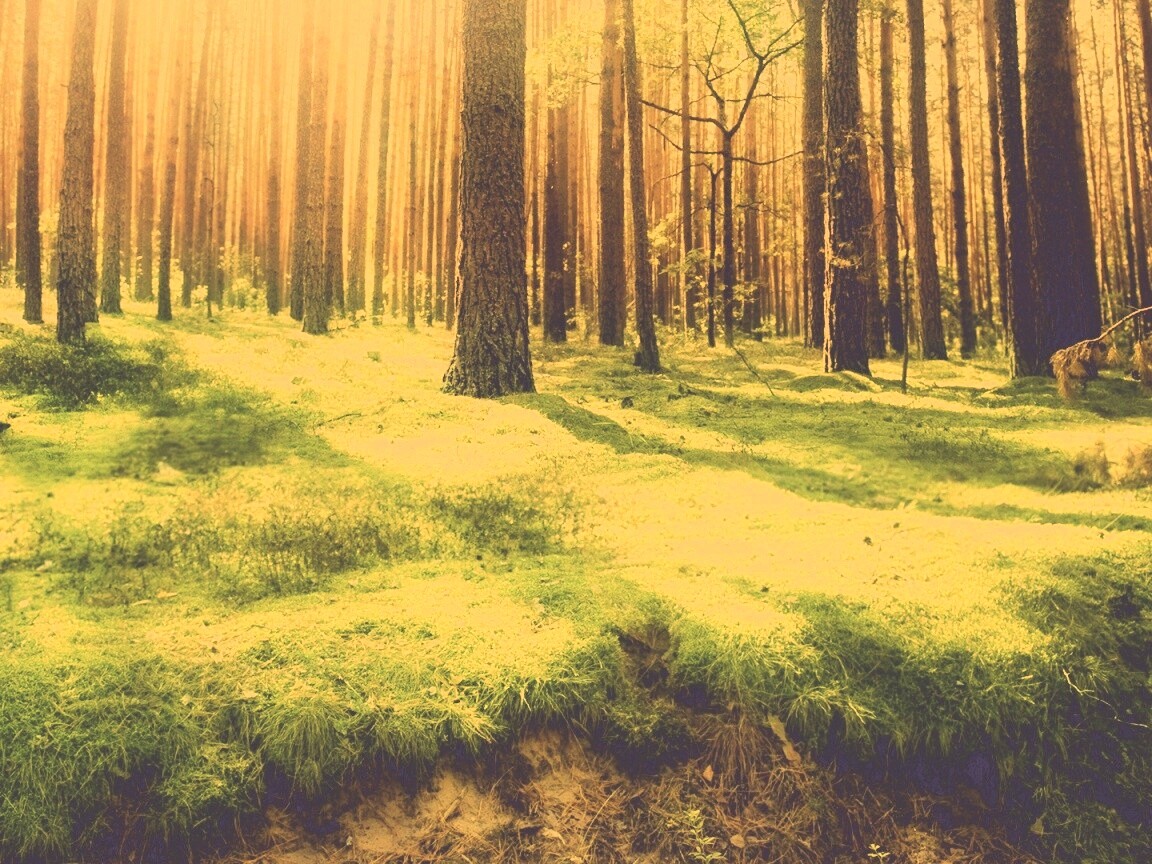 Солнечный лес обои