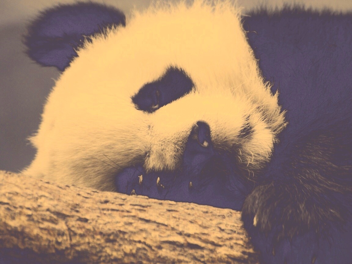 Панда на ветви обои