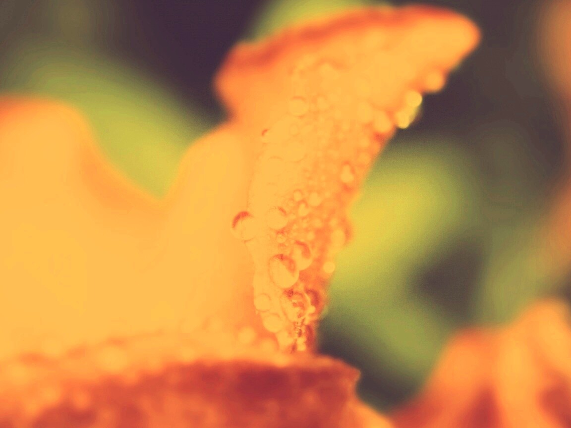 Капли росы на лепестке обои