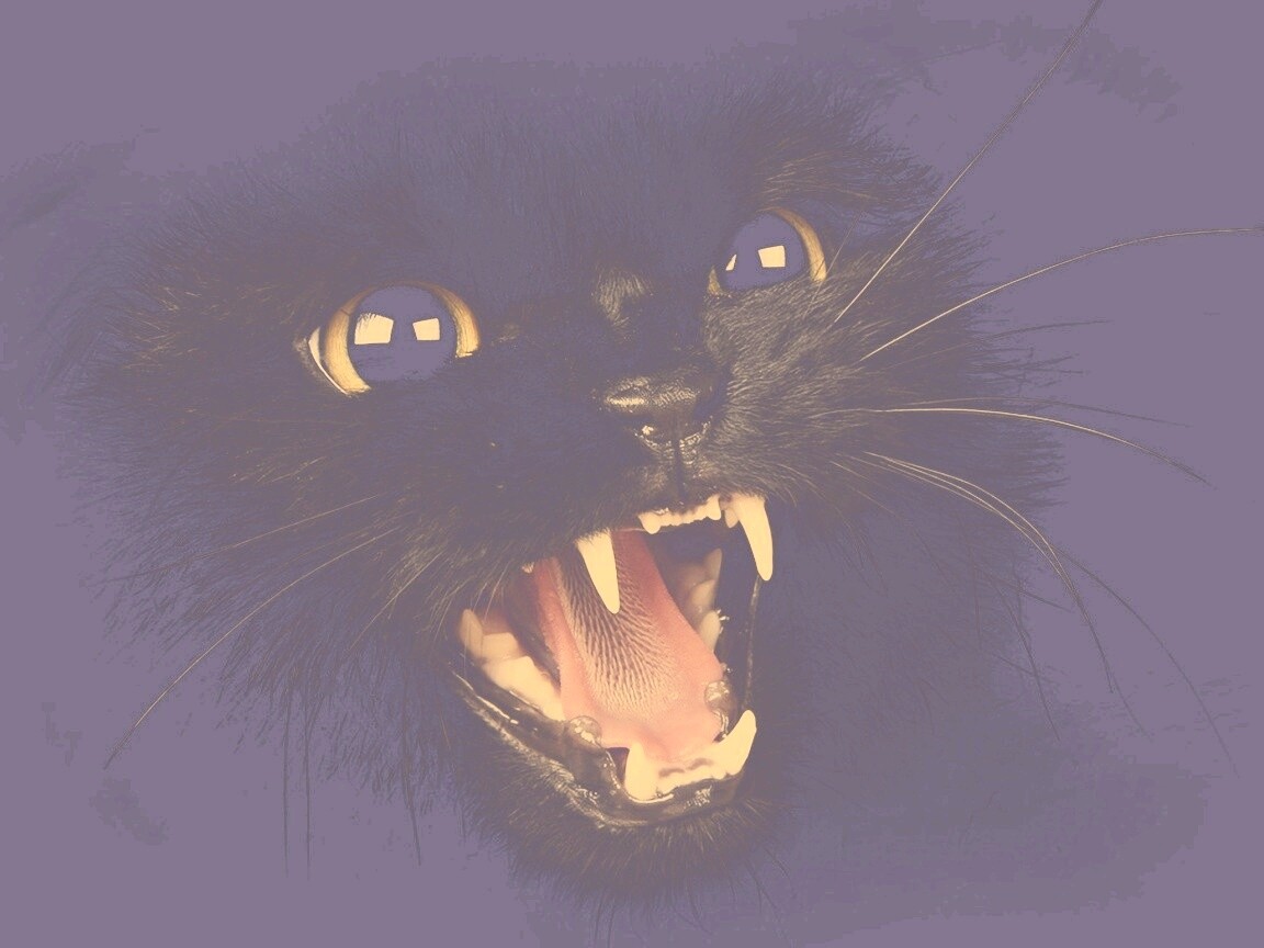 Злобный кошидзе обои