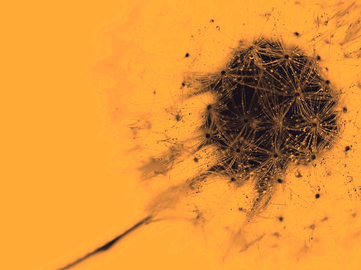 Одуванчик  обои