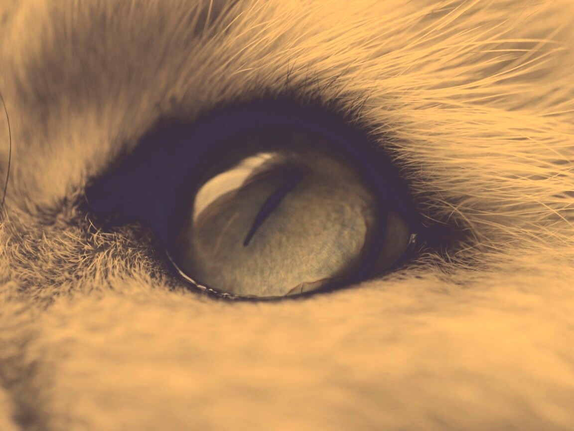 Кошачий глаз обои