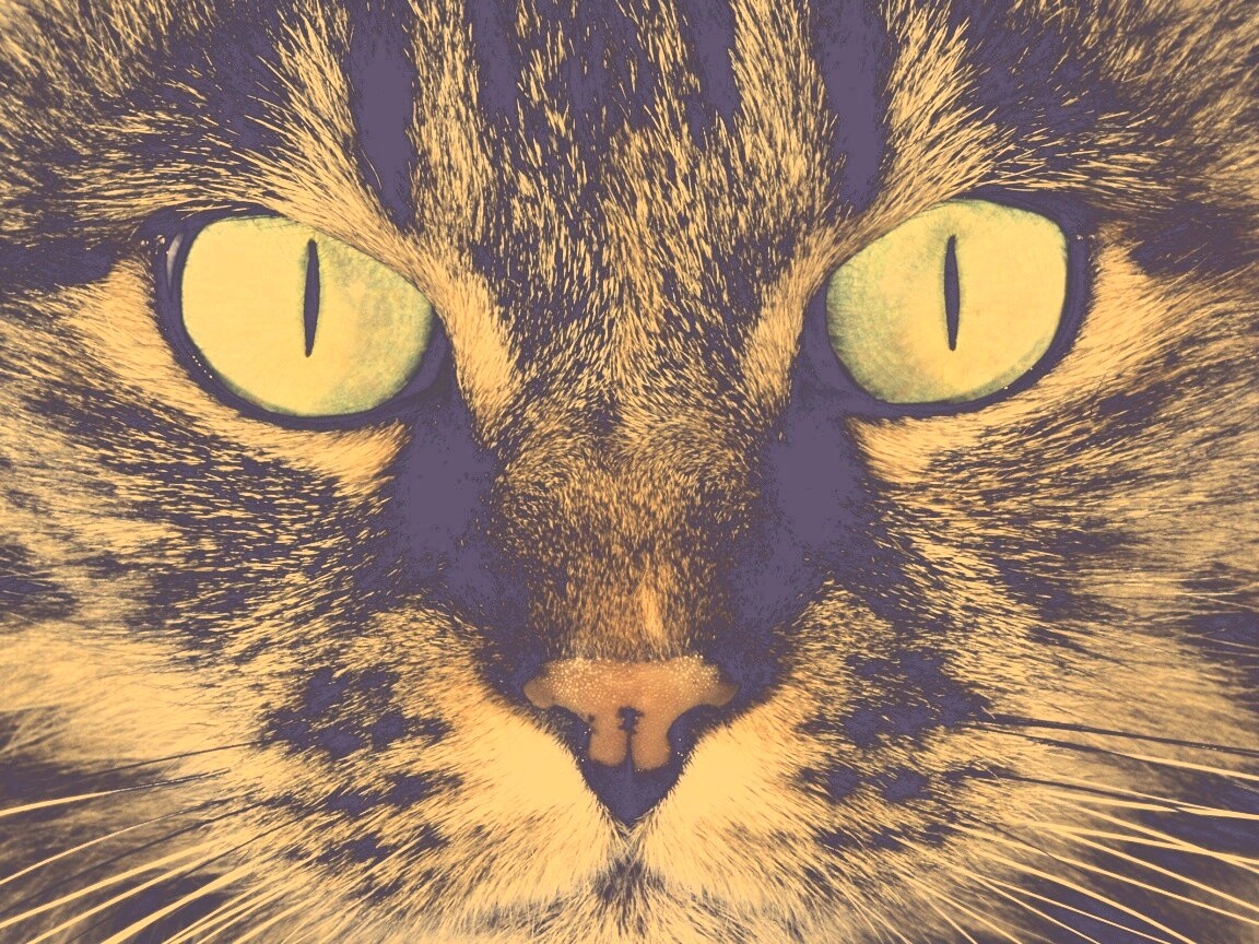 Кошачья морда обои