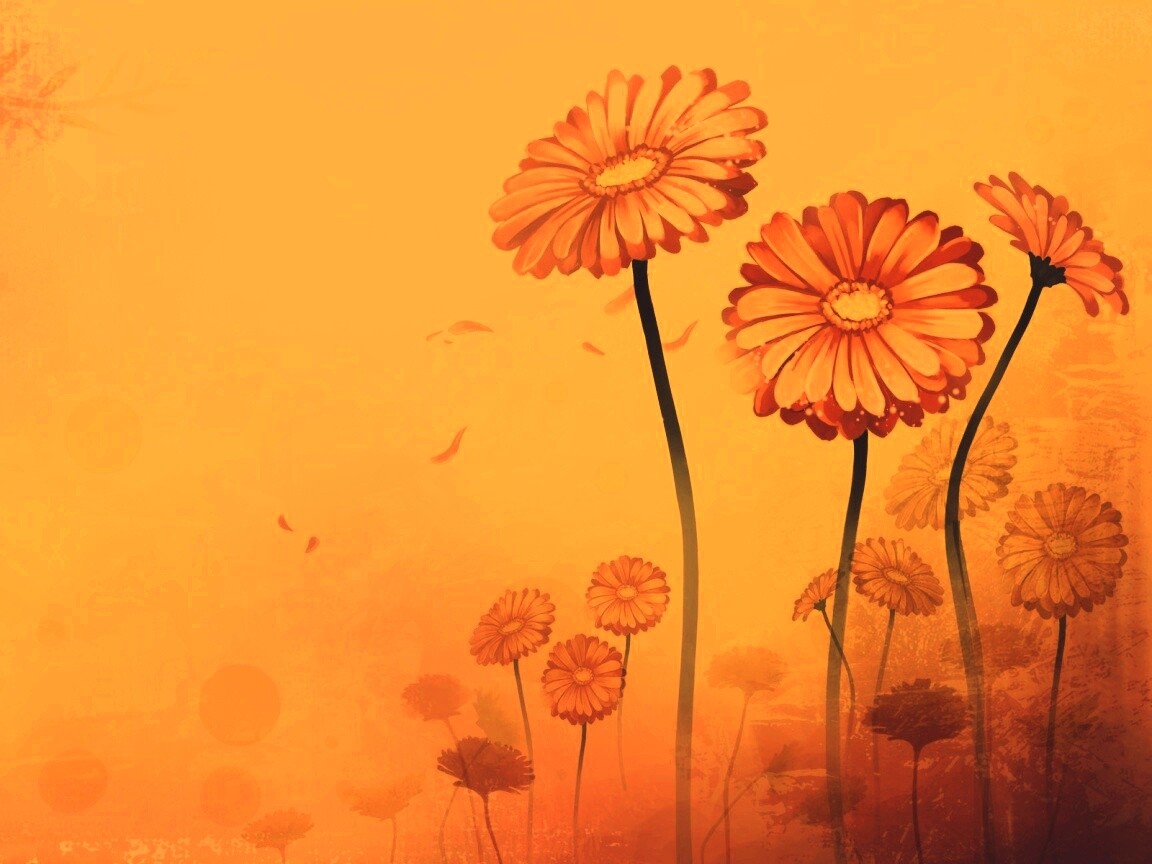 Векторные ромашки обои