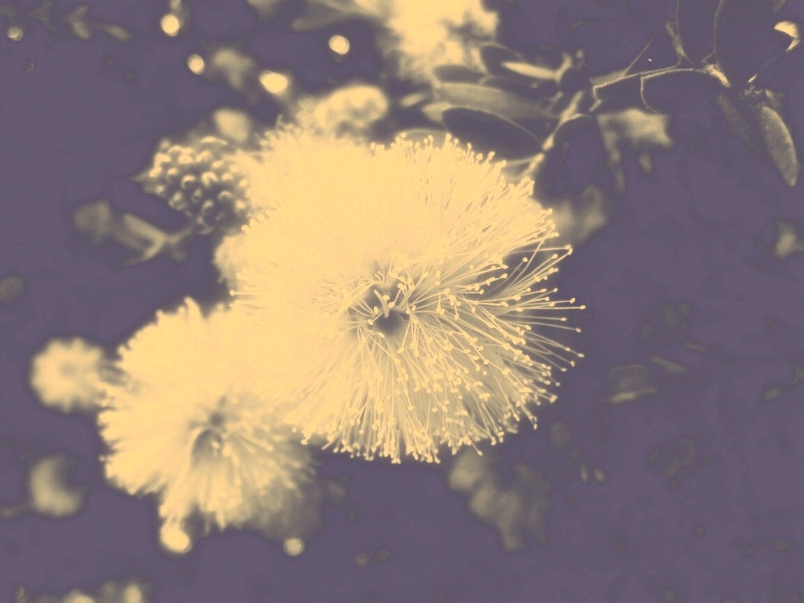 Сказочный цветок обои