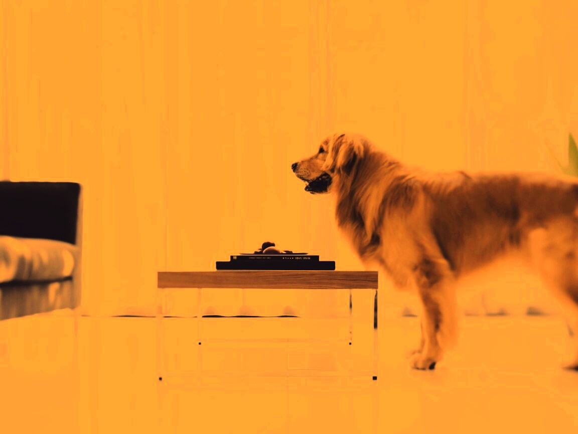 Лабрадор Ретривер обои