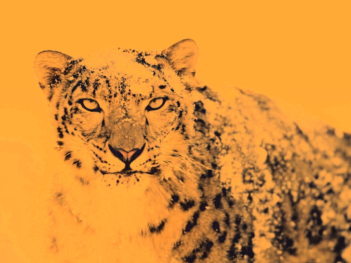 Снежный леопард обои