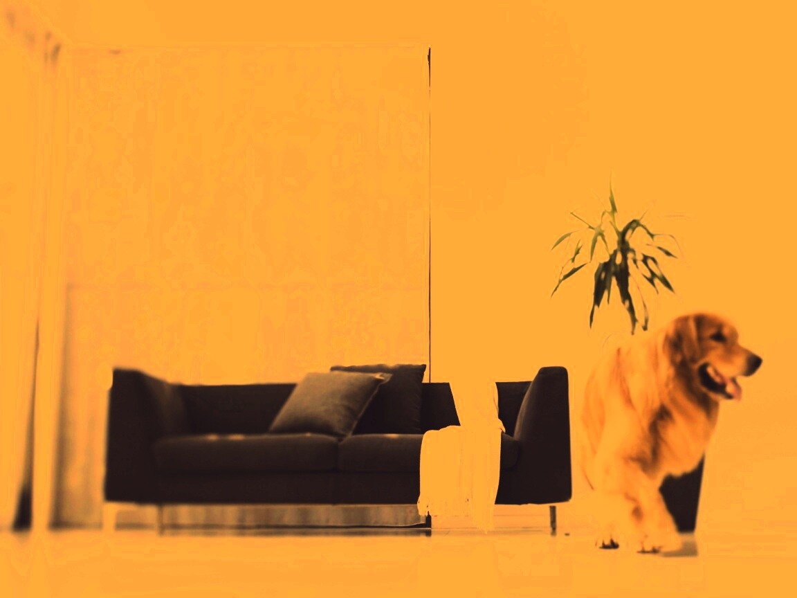 Собака в быту обои