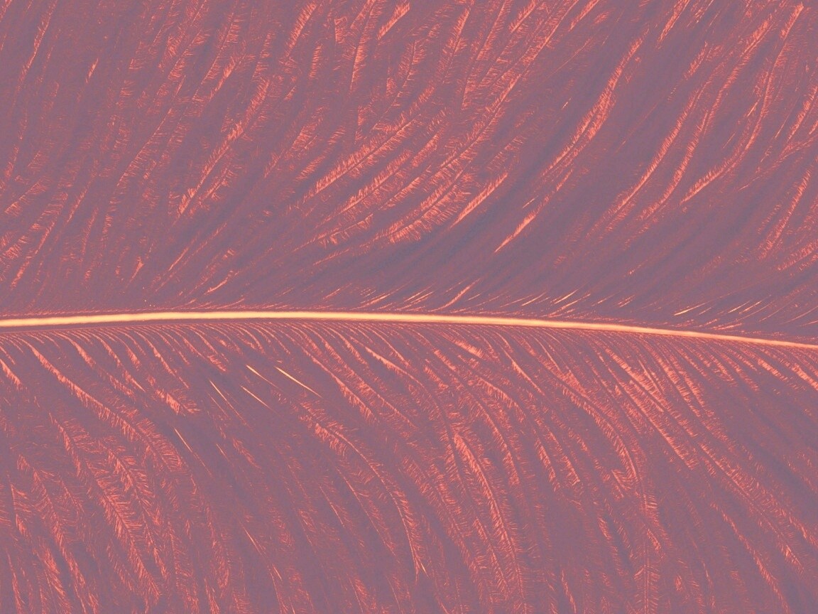 Перо попугая обои